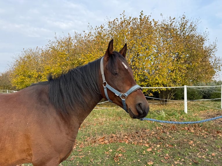 Pura Raza Árabe Caballo castrado 4 años 161 cm Castaño in Warszawa