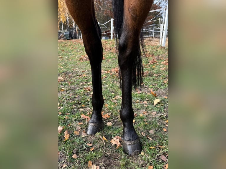 Pura Raza Árabe Caballo castrado 4 años 161 cm Castaño in Warszawa
