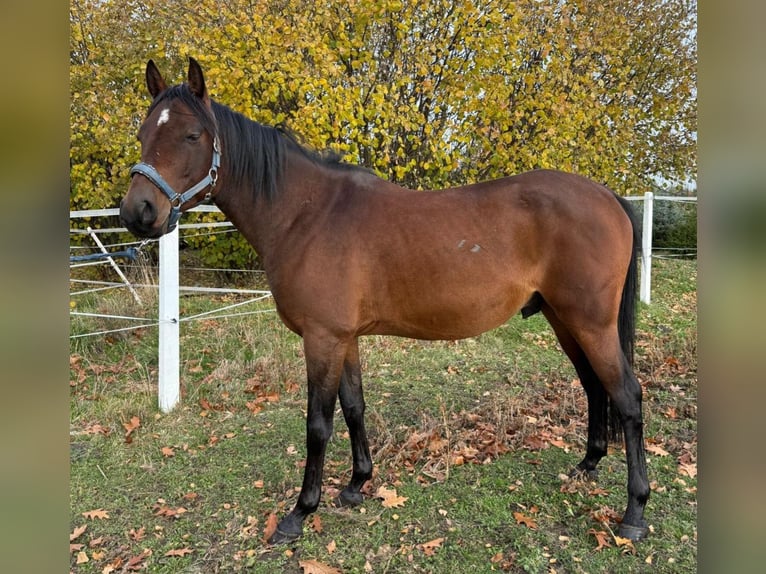 Pura Raza Árabe Caballo castrado 4 años 161 cm Castaño in Warszawa