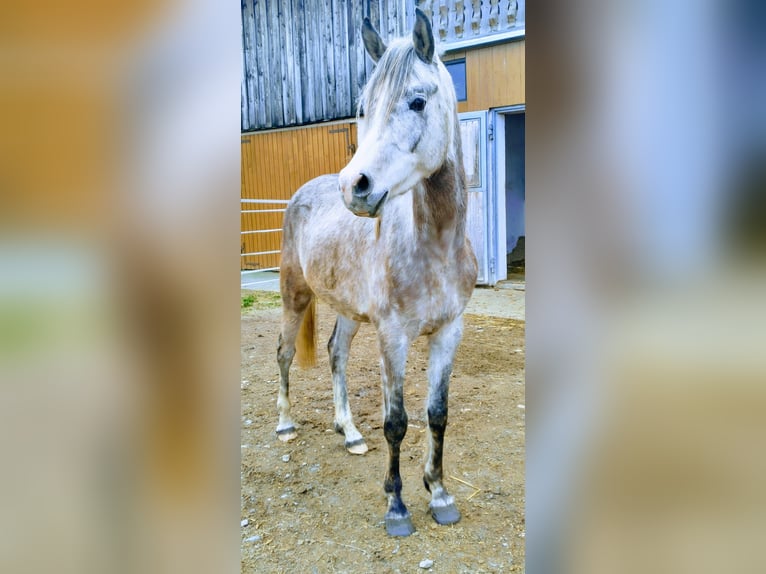 Pura Raza Árabe Caballo castrado 4 años 162 cm Tordo in Peißenberg