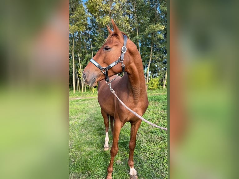 Pura Raza Árabe Caballo castrado 4 años 163 cm Castaño claro in Lenti