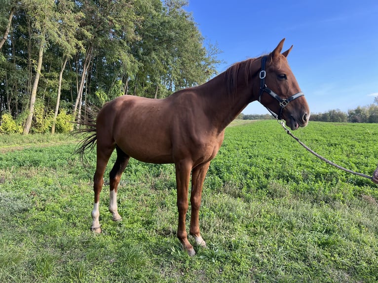 Pura Raza Árabe Caballo castrado 4 años 163 cm Castaño claro in Lenti