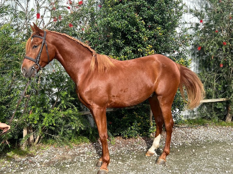 Pura Raza Árabe Mestizo Caballo castrado 4 años in Barcelos