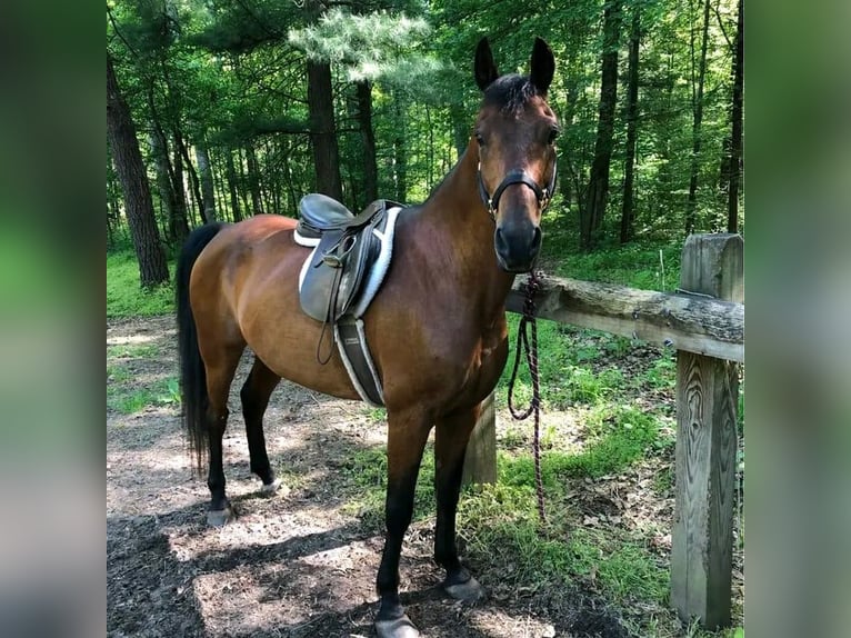 Pura Raza Árabe Caballo castrado 5 años 142 cm Alazán-tostado in Wisconsin