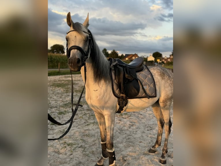 Pura Raza Árabe Caballo castrado 5 años 148 cm Tordo rodado in M&#xF6;nchengladbach