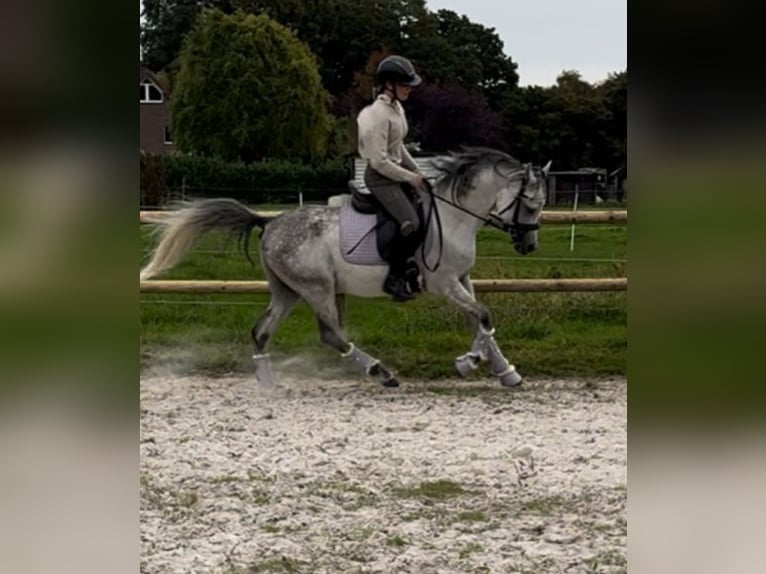 Pura Raza Árabe Caballo castrado 5 años 148 cm Tordo rodado in M&#xF6;nchengladbach