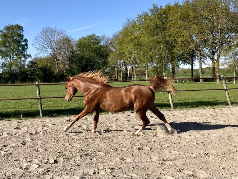 Pura Raza Árabe Caballo castrado 5 años 150 cm Alazán in Lövestad