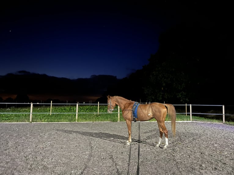 Pura Raza Árabe Caballo castrado 5 años 150 cm Alazán in Lövestad