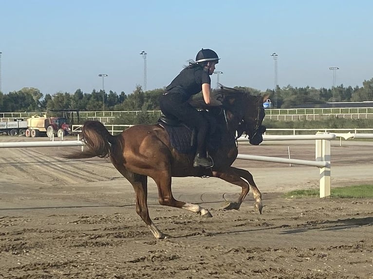 Pura Raza Árabe Caballo castrado 5 años 150 cm Alazán in Lövestad