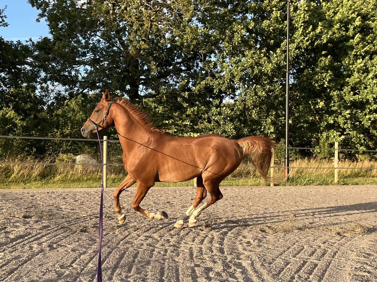 Pura Raza Árabe Caballo castrado 5 años 150 cm Alazán in Lövestad