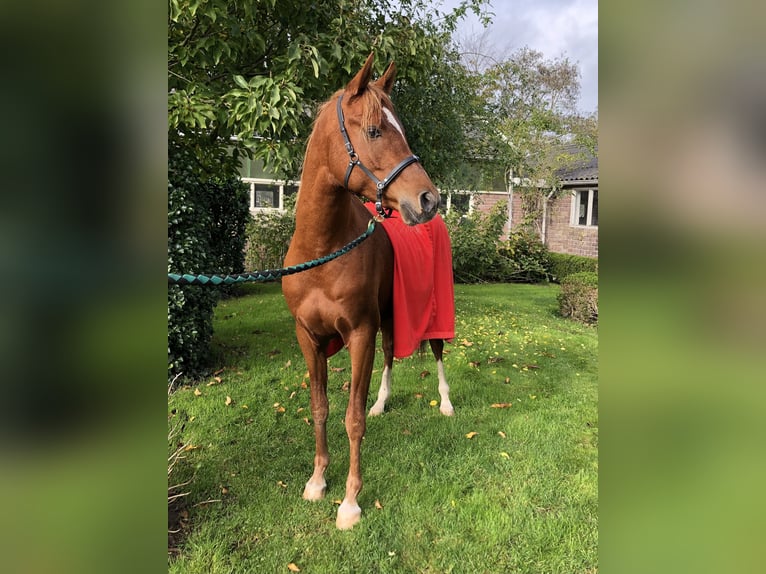 Pura Raza Árabe Caballo castrado 5 años 150 cm Alazán in Lövestad