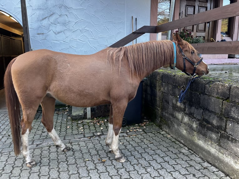 Pura Raza Árabe Caballo castrado 5 años 150 cm Alazán in Elsenfeld