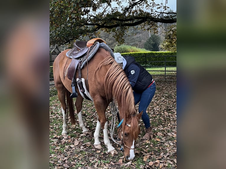 Pura Raza Árabe Caballo castrado 5 años 150 cm Alazán in Elsenfeld