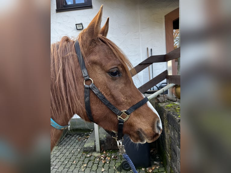 Pura Raza Árabe Caballo castrado 5 años 150 cm Alazán in Elsenfeld