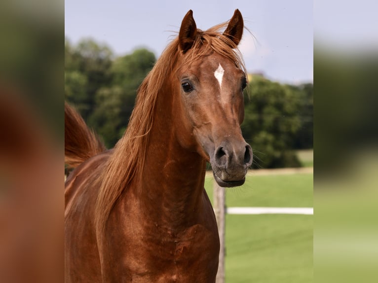 Pura Raza Árabe Caballo castrado 5 años 150 cm Alazán rojizo in Tarsdorf