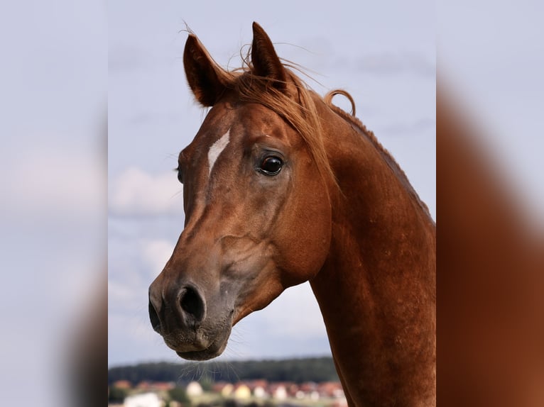 Pura Raza Árabe Caballo castrado 5 años 150 cm Alazán rojizo in Tarsdorf