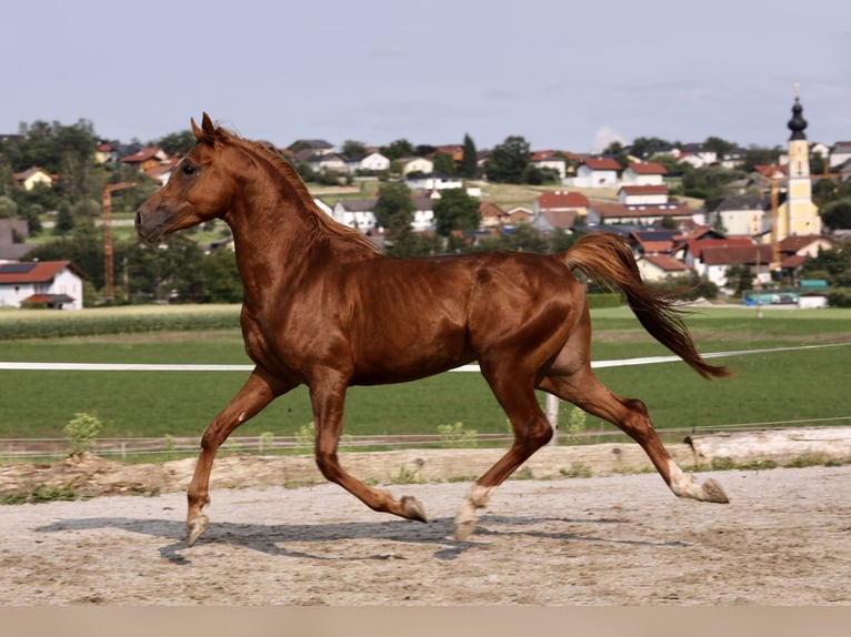 Pura Raza Árabe Caballo castrado 5 años 150 cm Alazán rojizo in Tarsdorf