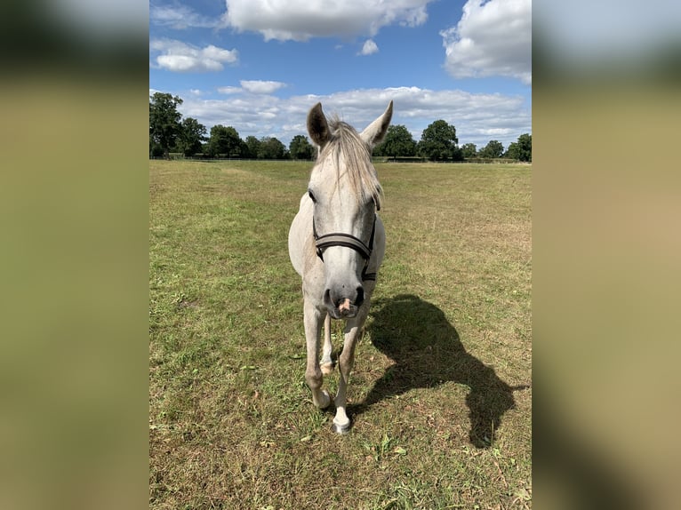 Pura Raza Árabe Caballo castrado 5 años 150 cm Tordo picazo in Riede
