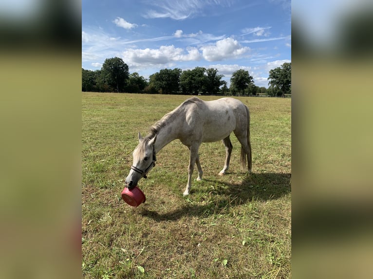 Pura Raza Árabe Caballo castrado 5 años 150 cm Tordo picazo in Riede