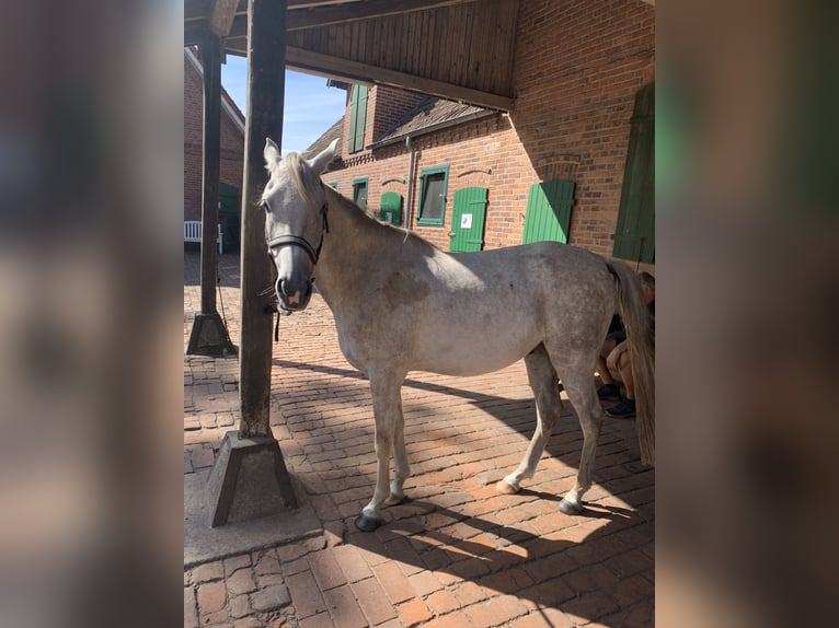 Pura Raza Árabe Caballo castrado 5 años 150 cm Tordo picazo in Riede
