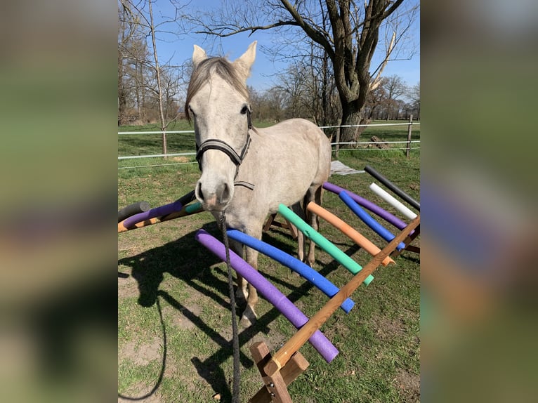 Pura Raza Árabe Caballo castrado 5 años 150 cm Tordo picazo in Riede
