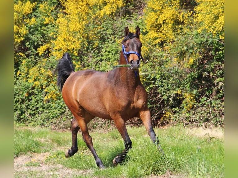 Pura Raza Árabe Caballo castrado 5 años 151 cm in Mulheim