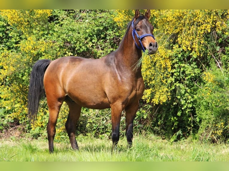 Pura Raza Árabe Caballo castrado 5 años 151 cm in Mulheim