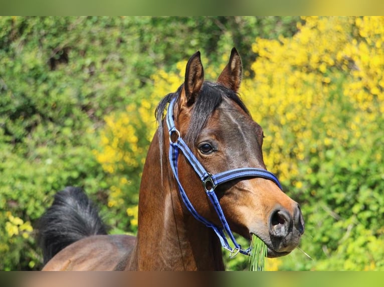 Pura Raza Árabe Caballo castrado 5 años 151 cm Morcillo in Mulheim