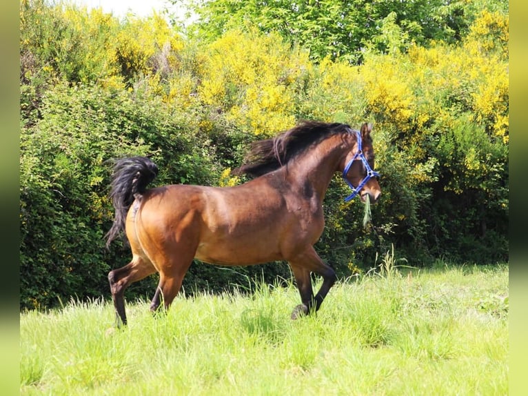 Pura Raza Árabe Caballo castrado 5 años 151 cm Morcillo in Mulheim