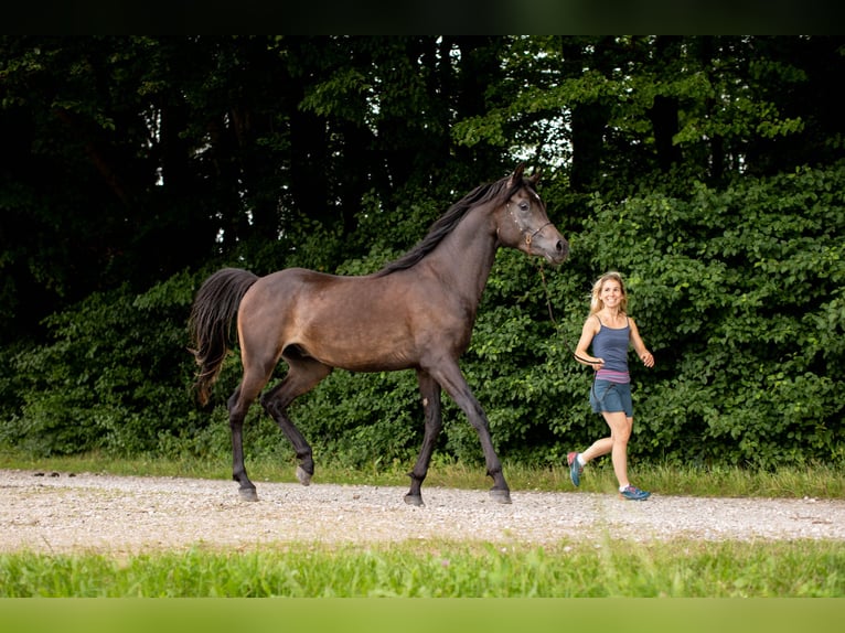 Pura Raza Árabe Caballo castrado 5 años 152 cm Negro in Kirchansch&#xF6;ring