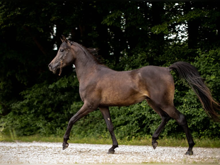 Pura Raza Árabe Caballo castrado 5 años 152 cm Negro in Kirchansch&#xF6;ring