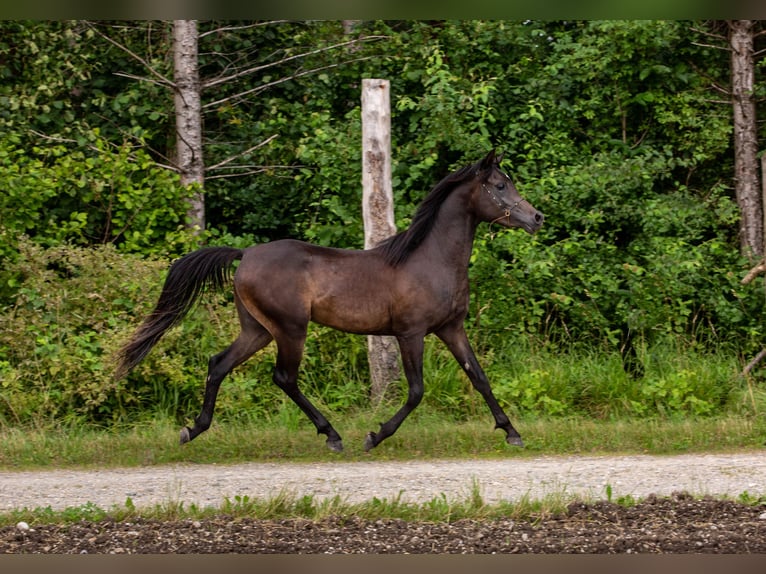 Pura Raza Árabe Caballo castrado 5 años 152 cm Negro in Kirchansch&#xF6;ring