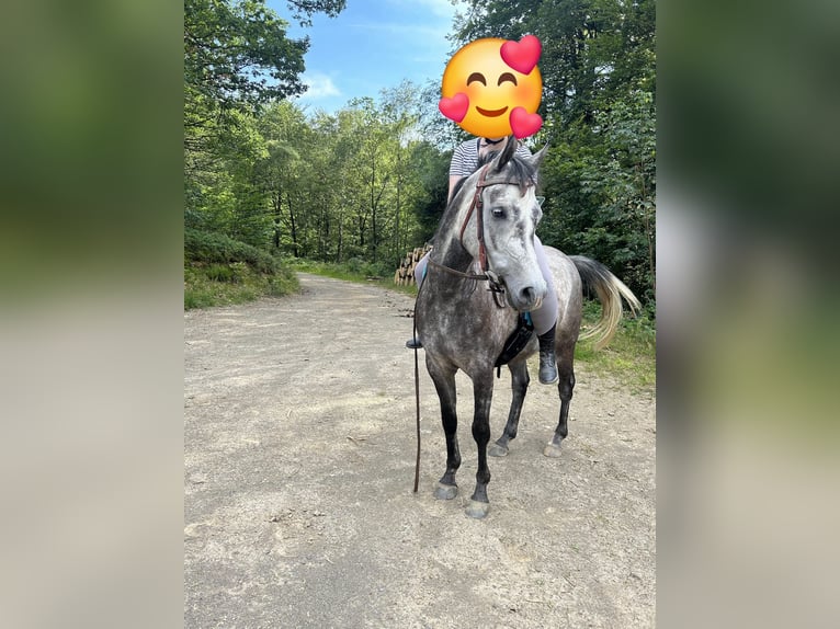 Pura Raza Árabe Caballo castrado 5 años 152 cm Tordo rodado in Kierspe