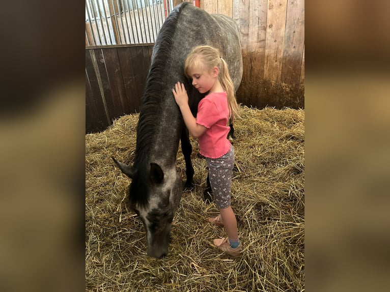 Pura Raza Árabe Caballo castrado 5 años 152 cm Tordo rodado in Kierspe