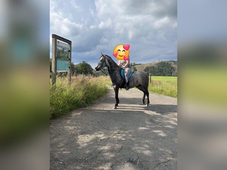 Pura Raza Árabe Caballo castrado 5 años 152 cm Tordo rodado in Kierspe