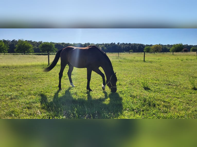 Pura Raza Árabe Caballo castrado 5 años 153 cm  in Stutensee