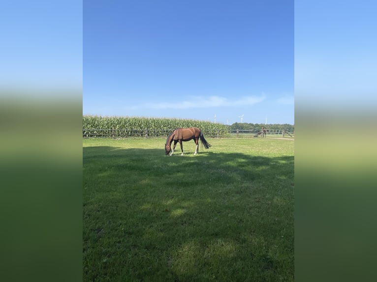 Pura Raza Árabe Mestizo Caballo castrado 5 años 153 cm Castaño oscuro in Bottrop