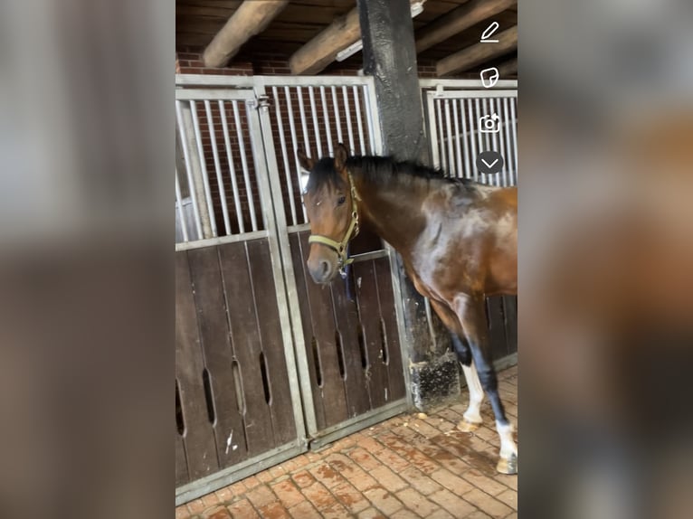 Pura Raza Árabe Mestizo Caballo castrado 5 años 153 cm Castaño oscuro in Bottrop