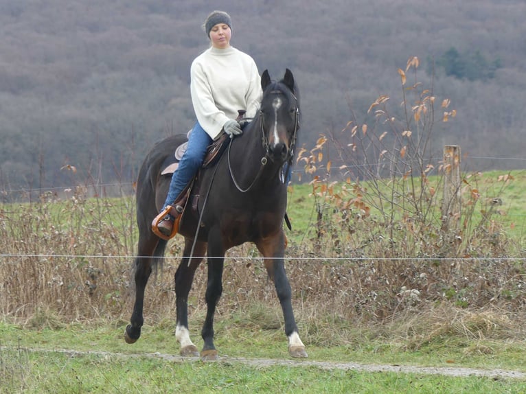 Pura Raza Árabe Caballo castrado 5 años 153 cm Castaño oscuro in Herzberg am Harz
