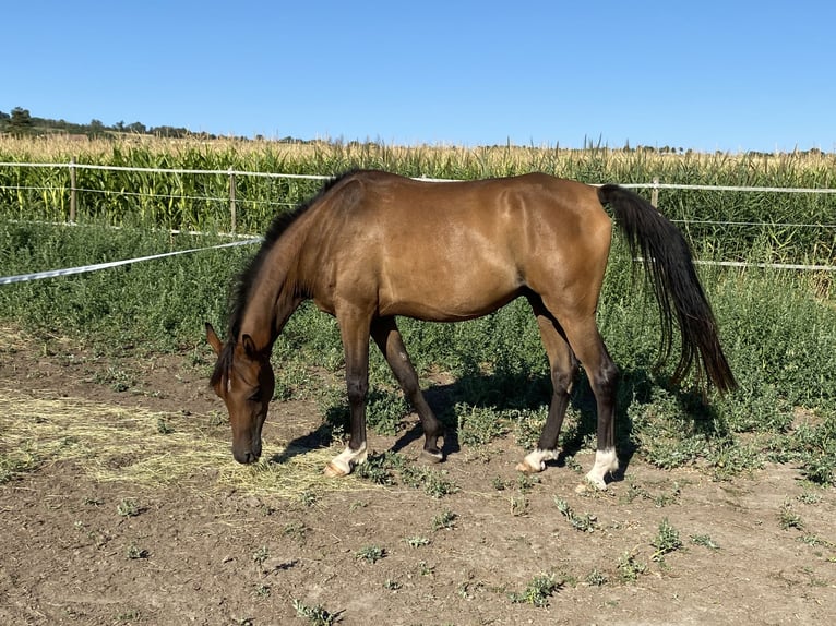Pura Raza Árabe Caballo castrado 5 años 154 cm Castaño in Reutenbourg