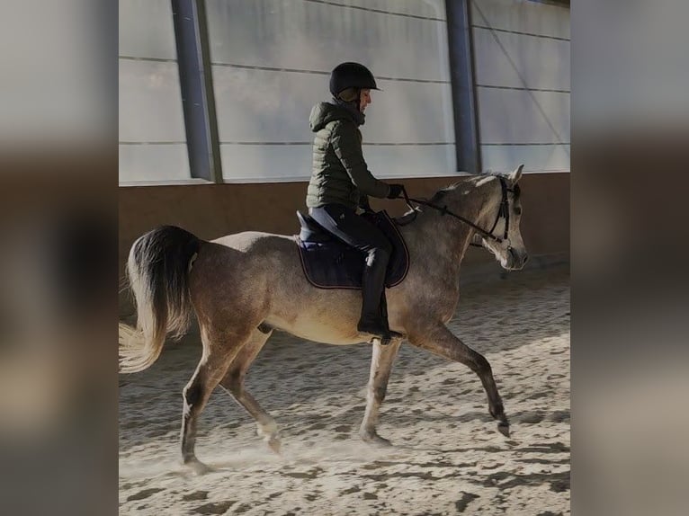 Pura Raza Árabe Caballo castrado 5 años 154 cm Tordo in Emmelshausen