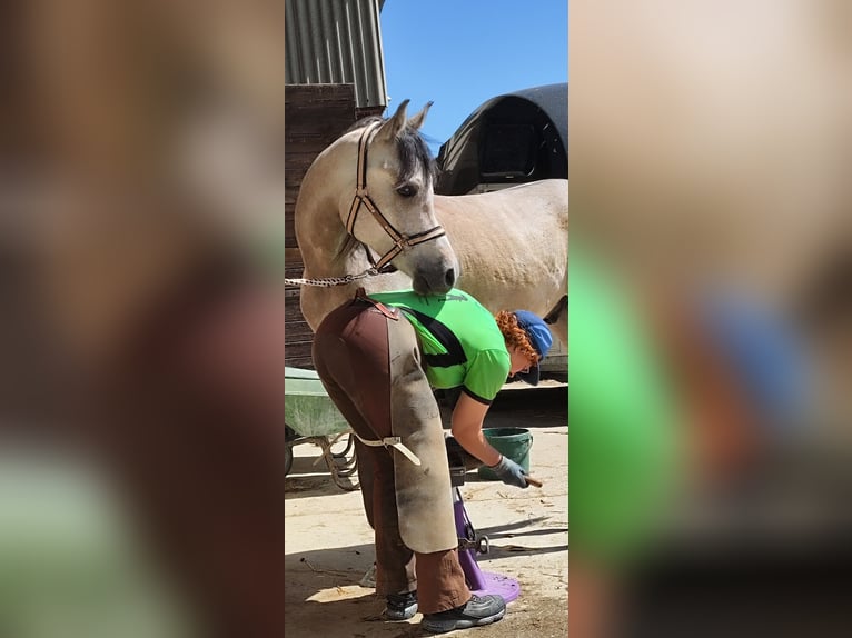 Pura Raza Árabe Caballo castrado 5 años 154 cm Tordo in Emmelshausen