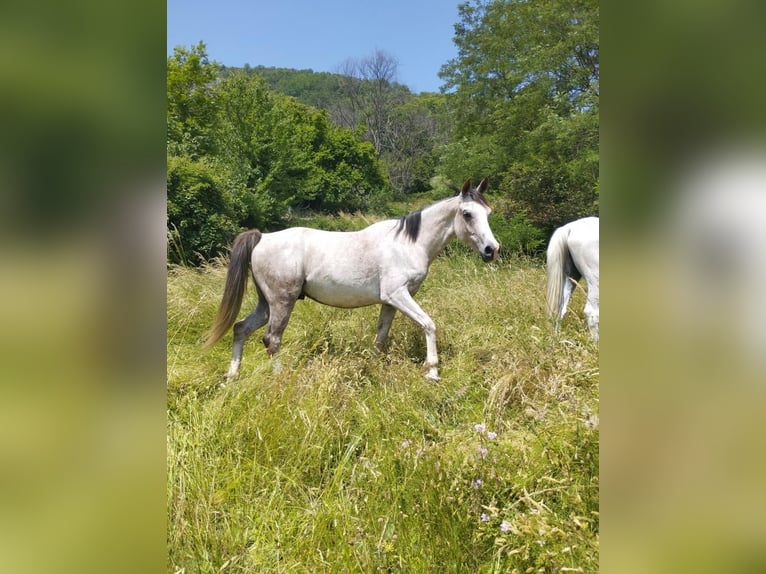 Pura Raza Árabe Caballo castrado 5 años 155 cm  in Aubenas