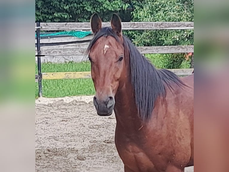 Pura Raza Árabe Caballo castrado 5 años 155 cm Castaño in Weilen unter den Rinnen