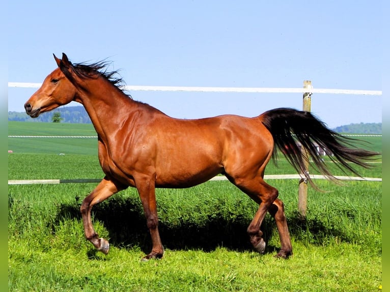Pura Raza Árabe Caballo castrado 5 años 155 cm Castaño in Reutenbourg