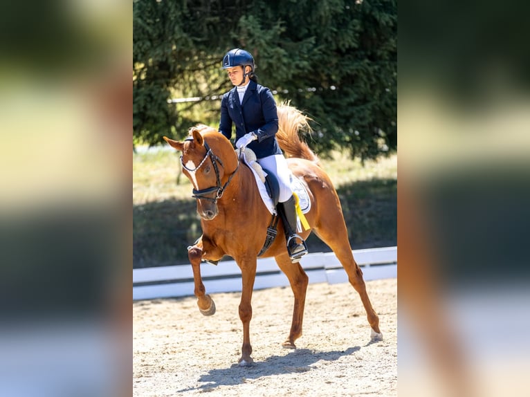 Pura Raza Árabe Caballo castrado 5 años 157 cm Alazán in Kreut