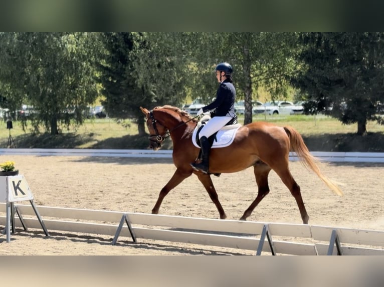 Pura Raza Árabe Caballo castrado 5 años 157 cm Alazán in Kreut