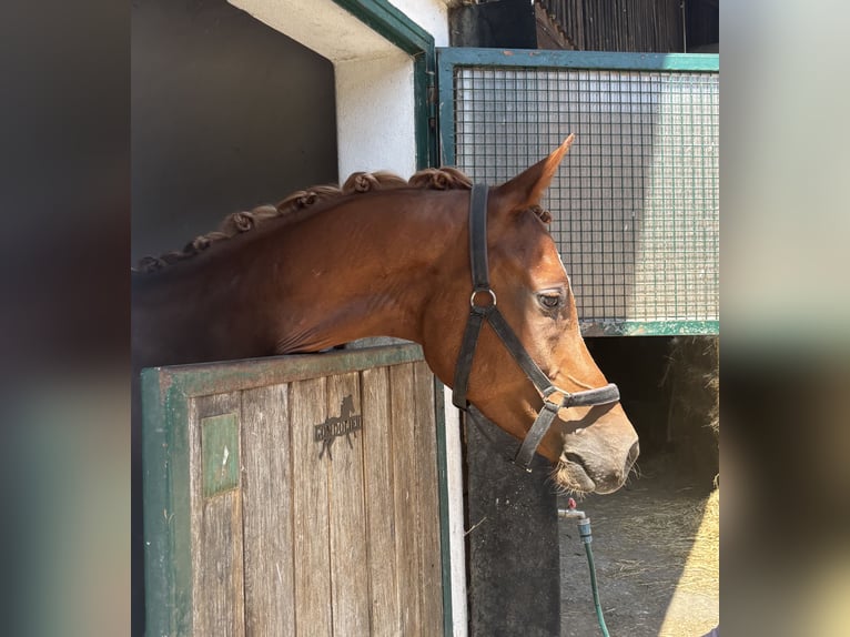 Pura Raza Árabe Caballo castrado 5 años 157 cm Alazán in Kreut