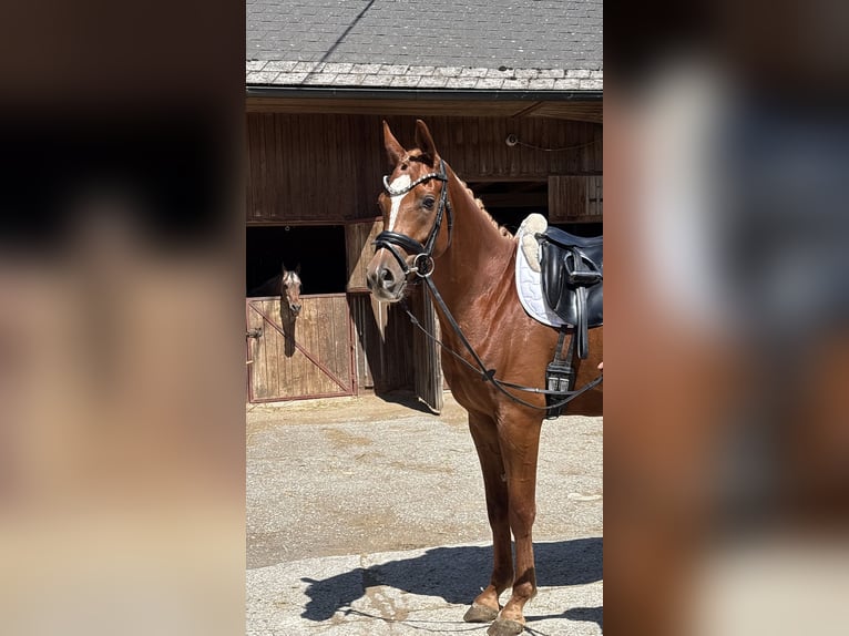 Pura Raza Árabe Caballo castrado 5 años 157 cm Alazán in Kreut