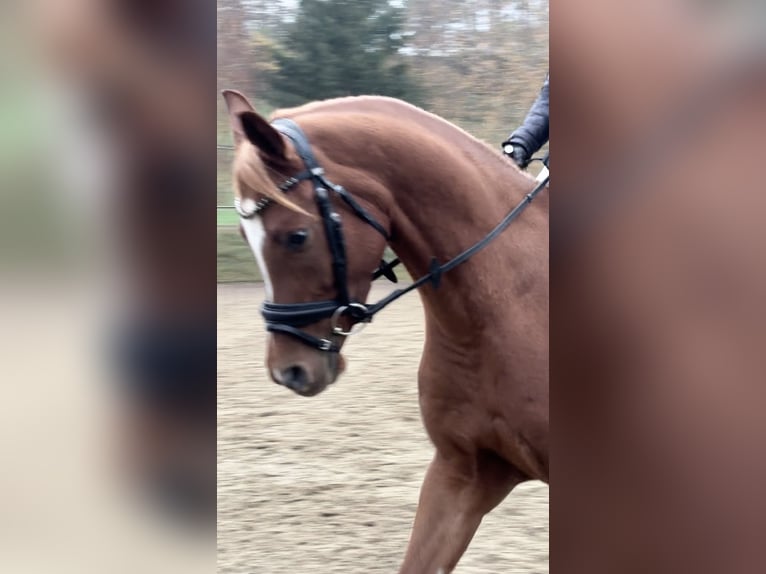 Pura Raza Árabe Caballo castrado 5 años 157 cm Alazán in KreutSchwanenstadt